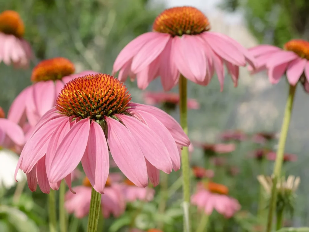 Immagine_echinacea_rosa